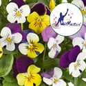 Bild von Viola P12 Trio Nice